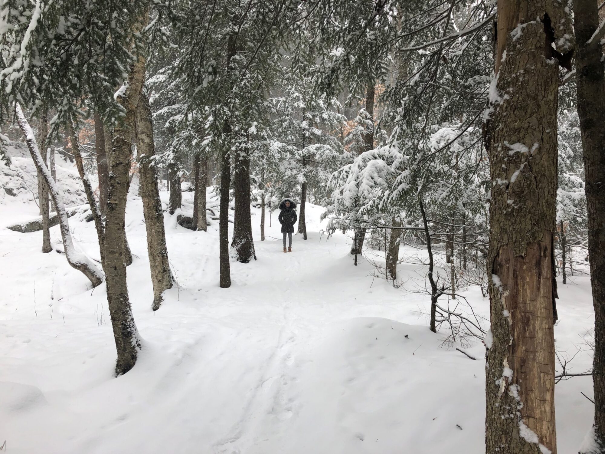 Snowy trail, lined with trees with girl in the distance